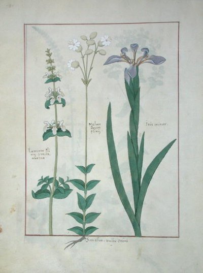 Lamium Album of Witte Dovenetel, Melandryon, en Iris Minor, illustratie uit Het Boek der Eenvoudige Geneesmiddelen door Mattheaus Platearius (d.c.1161) c.1470 door Robinet Testard